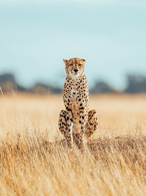 Wilderness Hwange Wildlife Cheetah