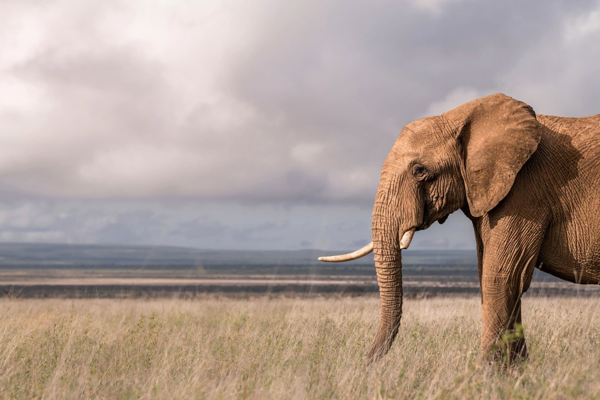 Elephant walking through the grasslands of Kenya