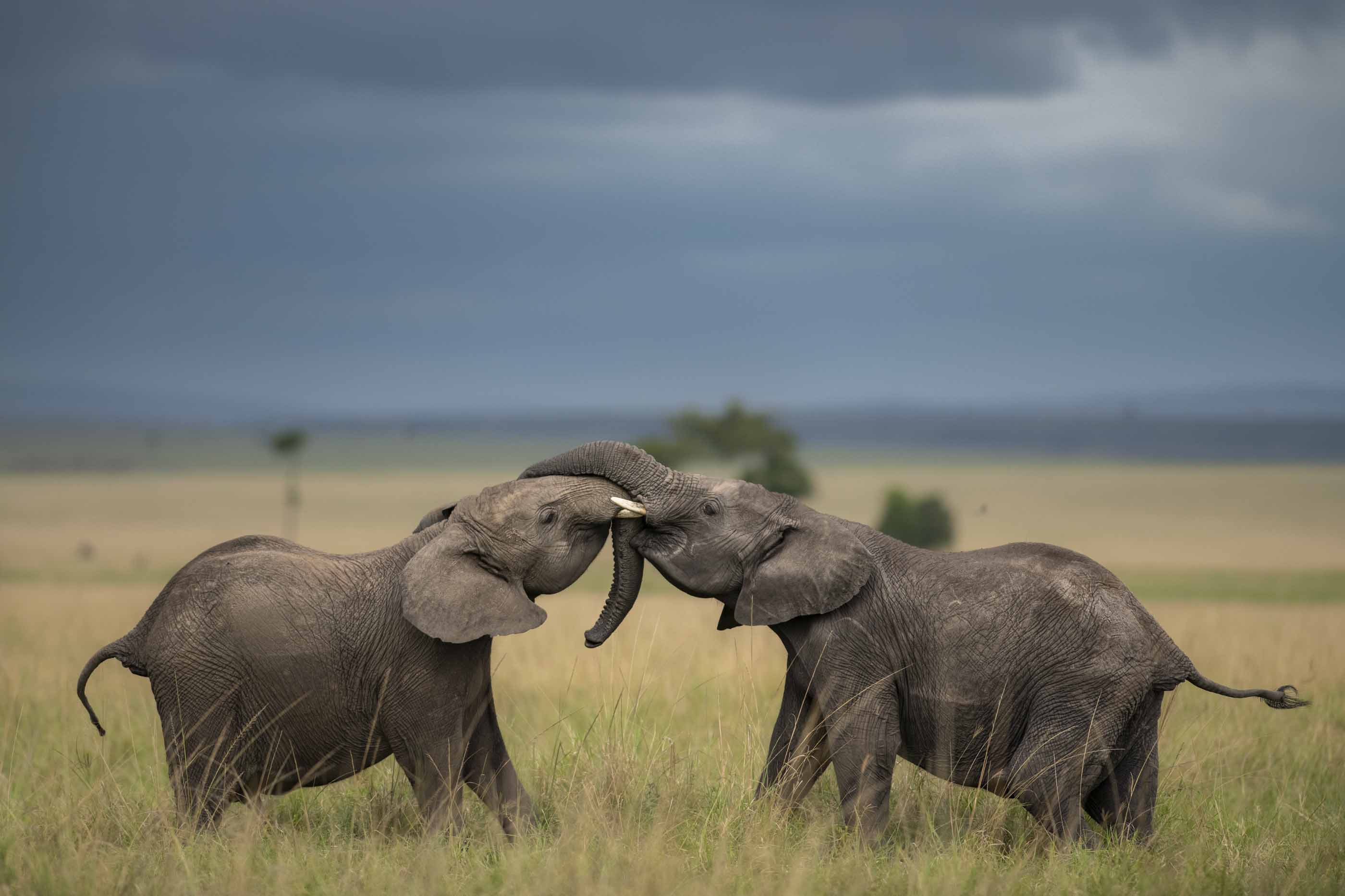 African elephant close-up in Kenyan wilderness safari landscape