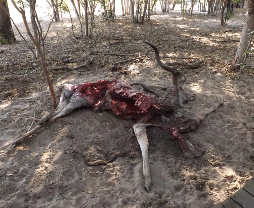 Kudu kill in Hwange National Park Wilderness Zimbabwe