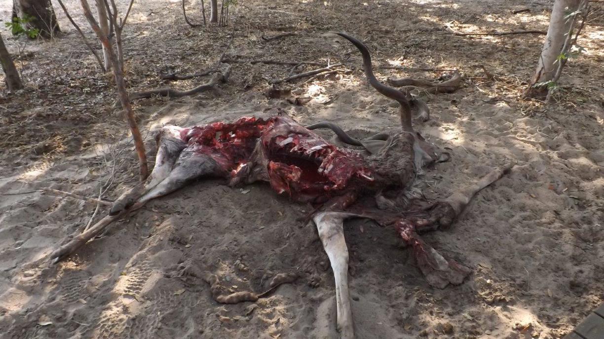 Kudu kill in Hwange National Park Wilderness Zimbabwe