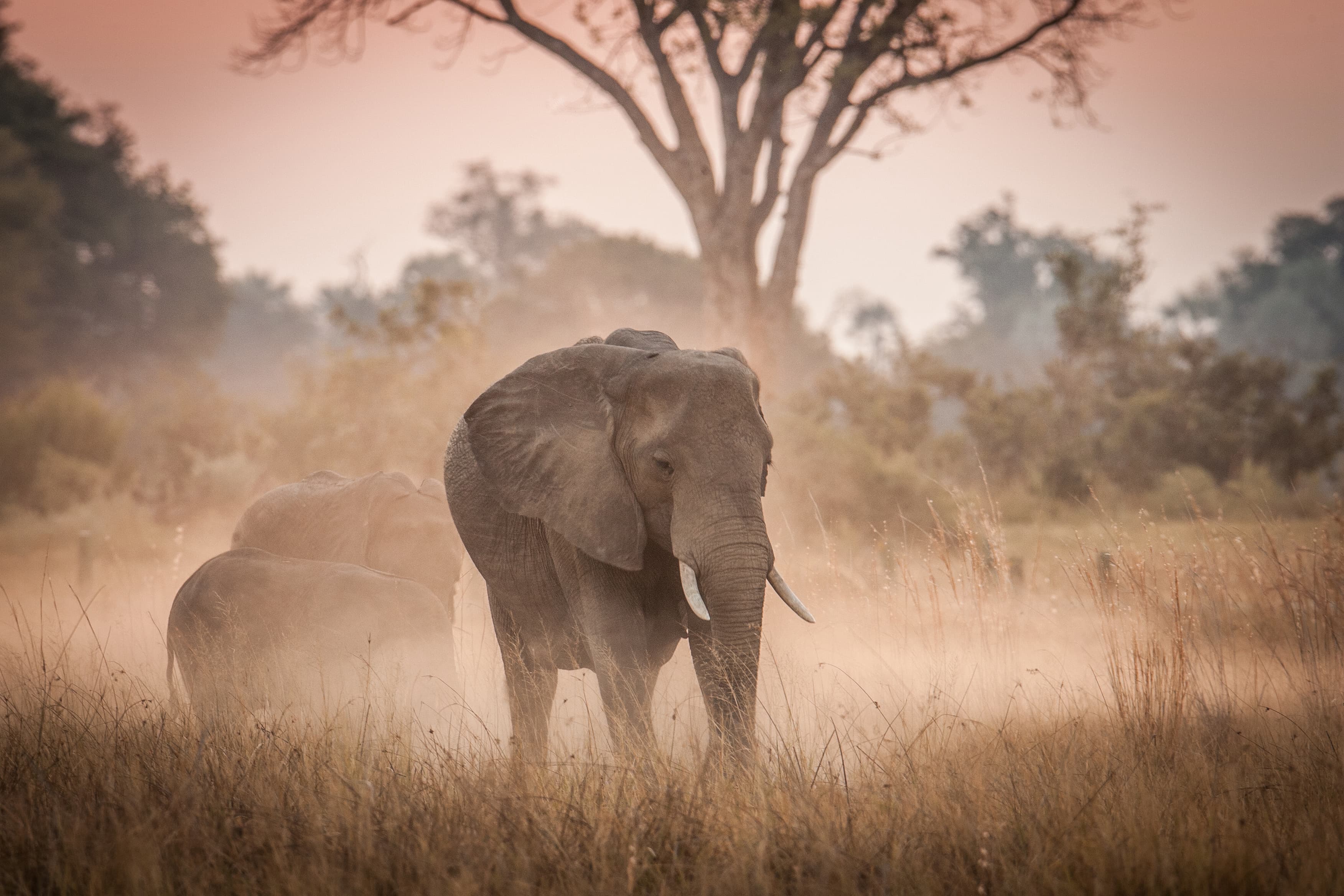 A large African elephant with tusks walking through tall, dry grass in a cloud of dust at sunset or dusk, with other elephants and a bare tree in the background.
