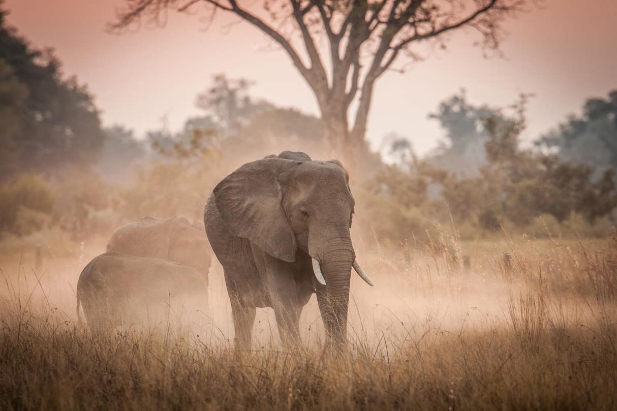 A large African elephant with tusks walking through tall, dry grass in a cloud of dust at sunset or dusk, with other elephants and a bare tree in the background.