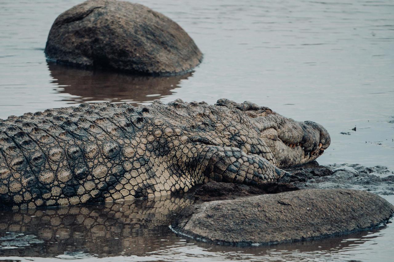 Nile Crocodile sitting in wait for the migration to cross the river