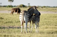 Zebras in the Makgadikgadi Salt Pans