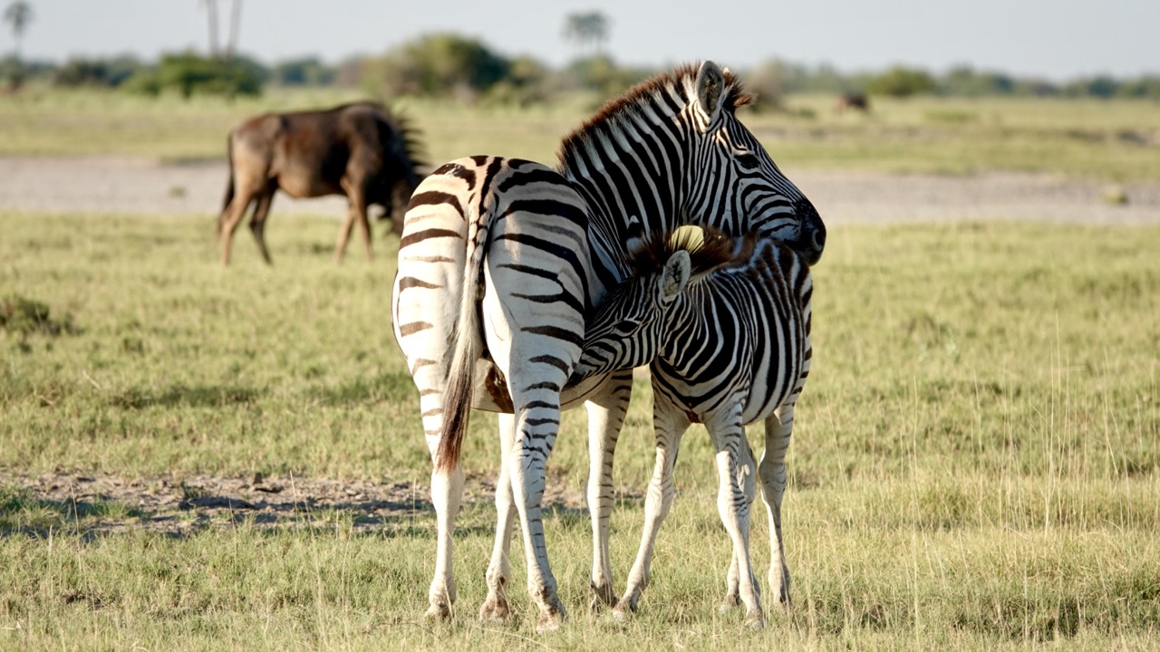 Zebras in the Makgadikgadi Salt Pans