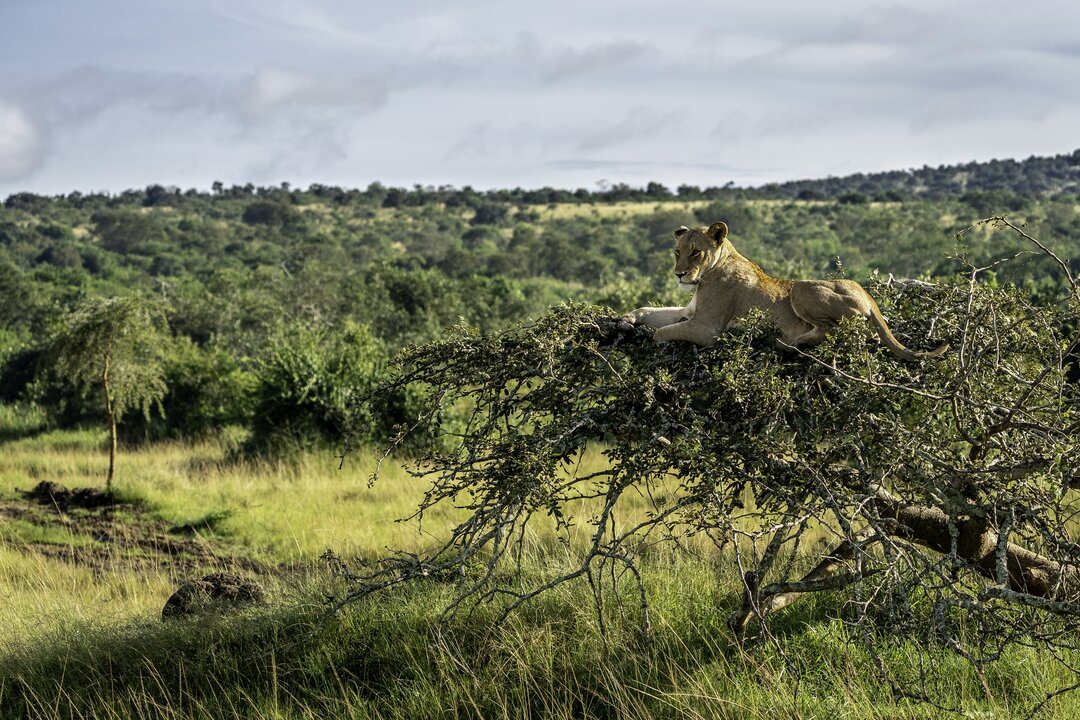 Wilderness Magashi Akagera Lion Tree