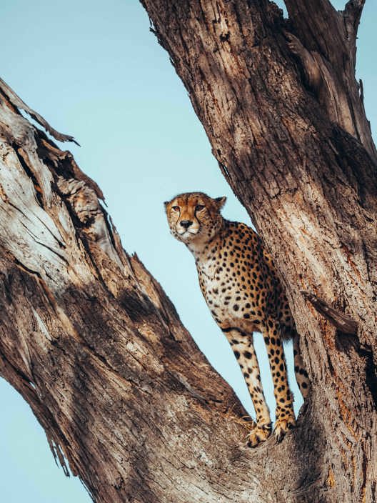 Wilderness Little Makalolo Zimbabwe Wildlife Cheetah