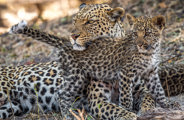 Wilderness Kings Pool Botswana Leopard And Cub