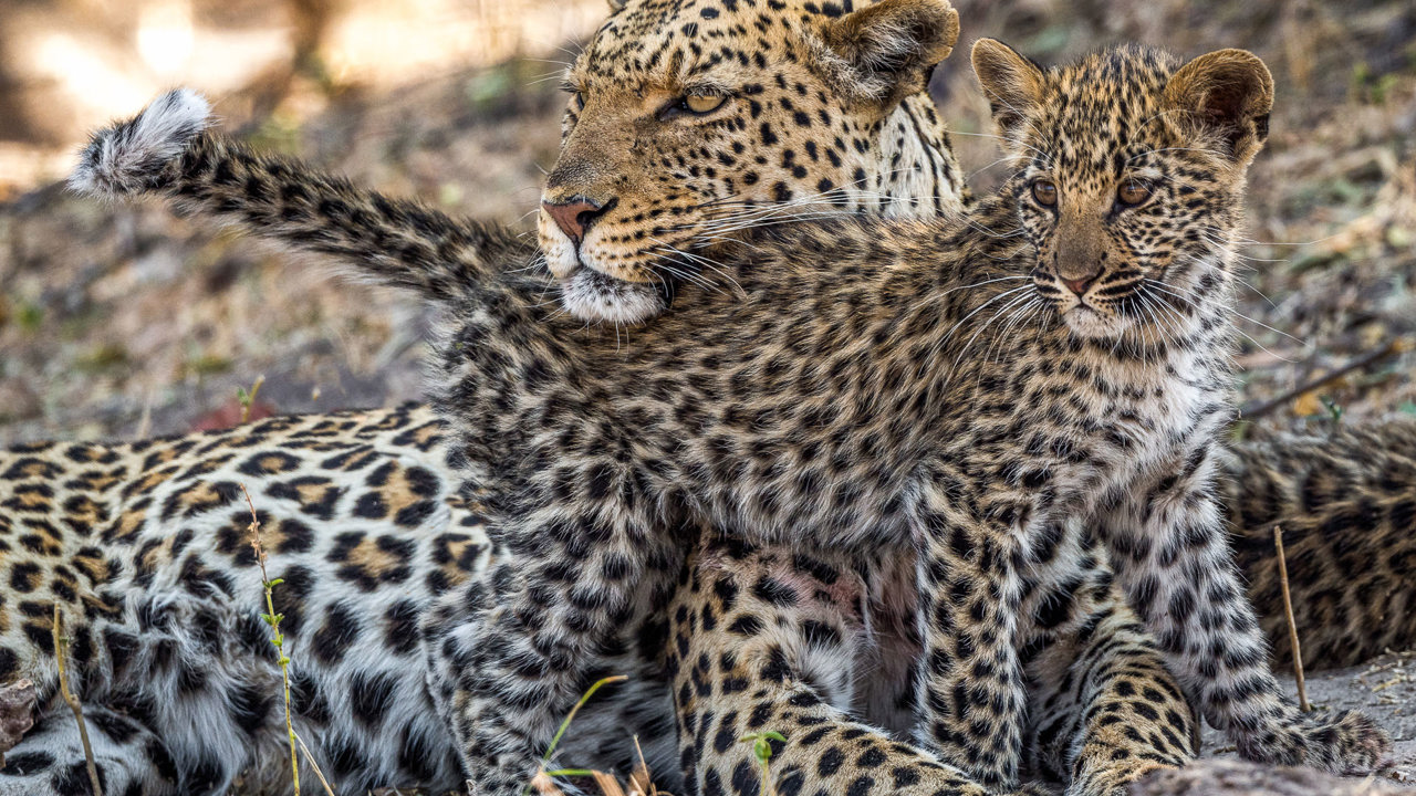 Wilderness Kings Pool Botswana Leopard And Cub