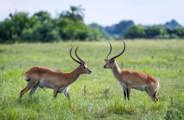 Amazing antelopes of the Delta Red Lechwe at Mombo