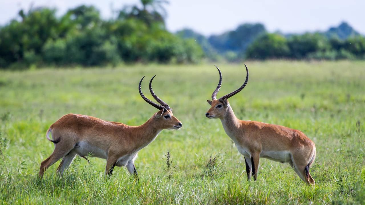 Amazing antelopes of the Delta Red Lechwe at Mombo