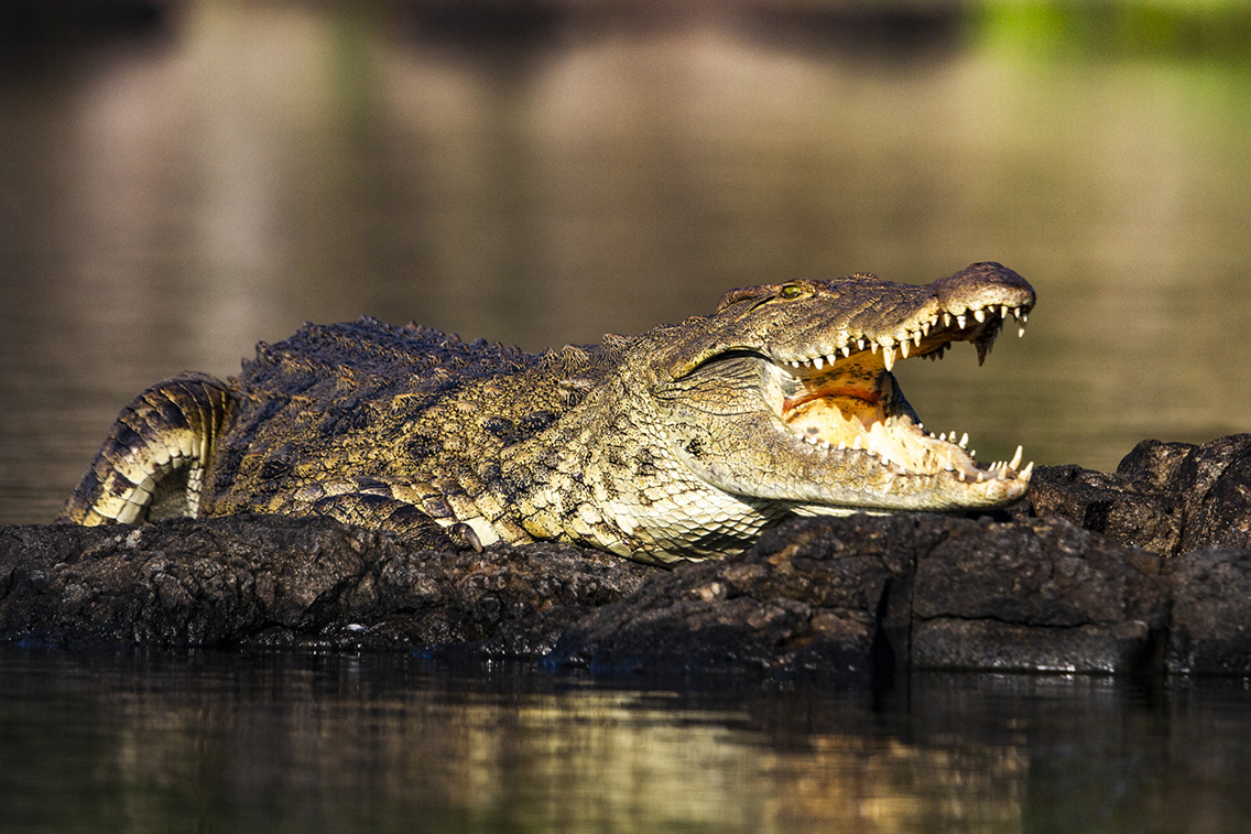 Wilderness Zambia Wildlife Crocodile