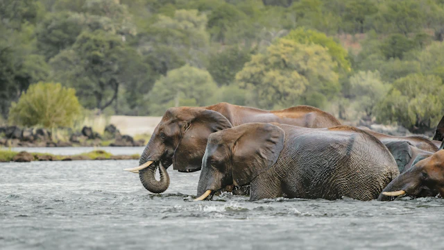 A Zambezi Exploration