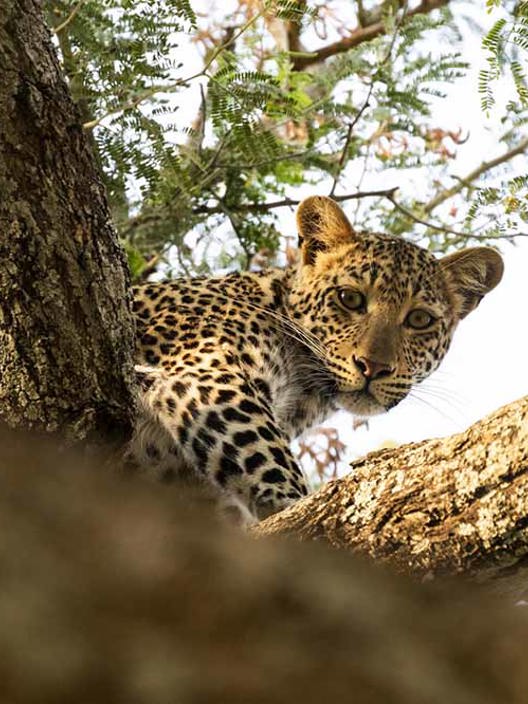 Leopard in tree at Wilderness Ruckomechi