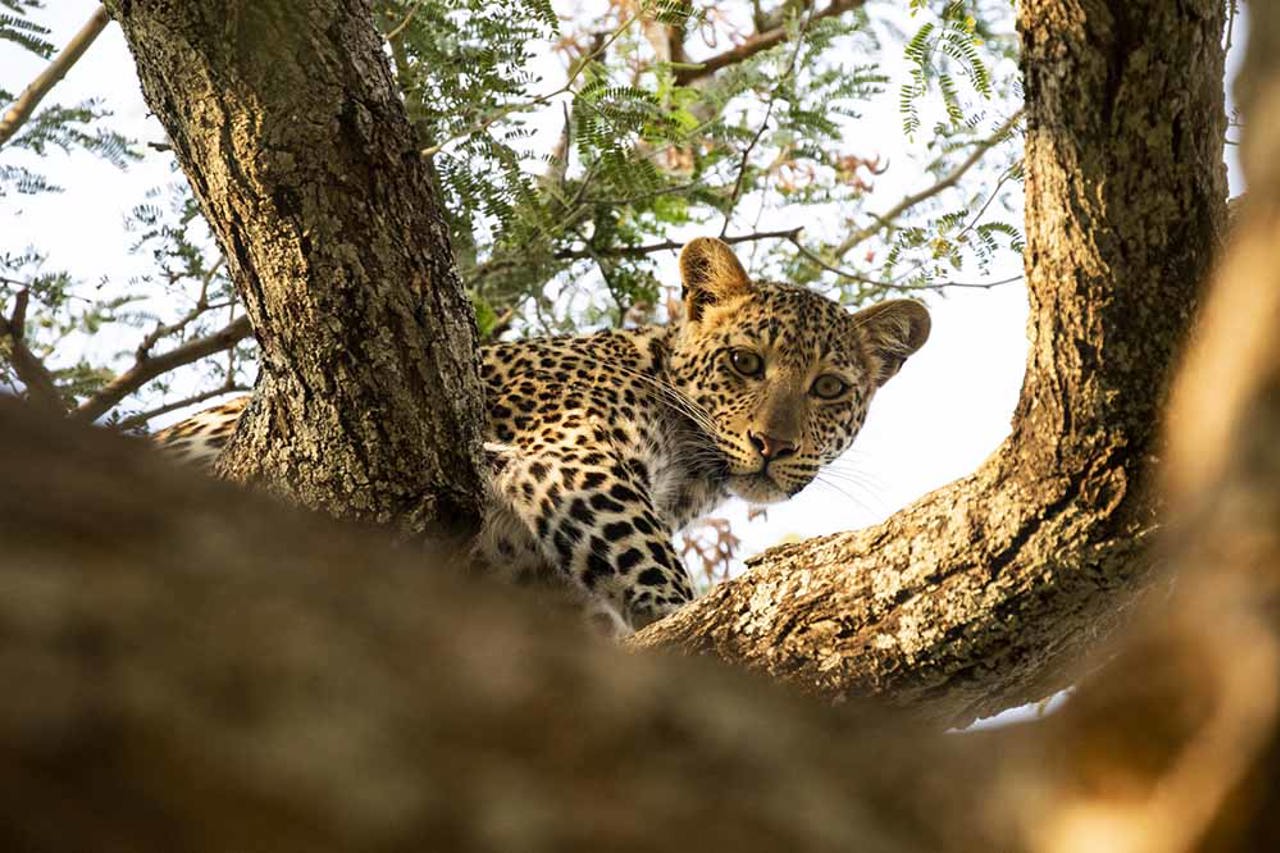Leopard in tree at Wilderness Ruckomechi