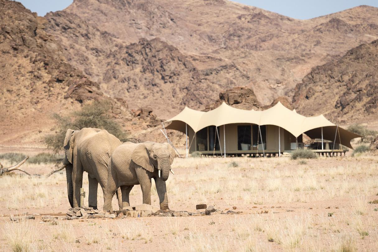 Elephants grazing outside Wilderness Hoanib Skeleton Coast