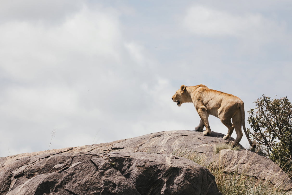 Lioness taking in the sights and sounds of the Serengeti