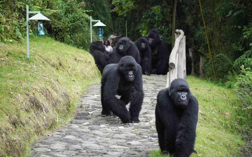 Wilderness Sabyinyo Volcanoes Gorillas in Camp