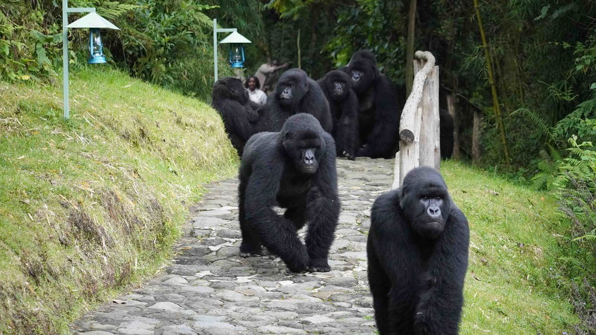 Wilderness Sabyinyo Volcanoes Gorillas in Camp