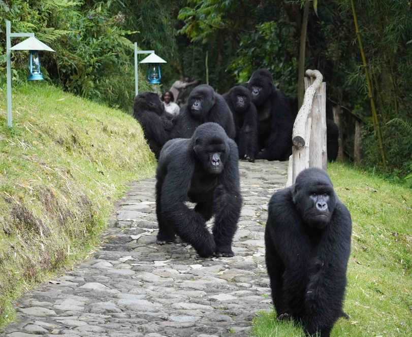 Wilderness Sabyinyo Volcanoes Gorillas in Camp