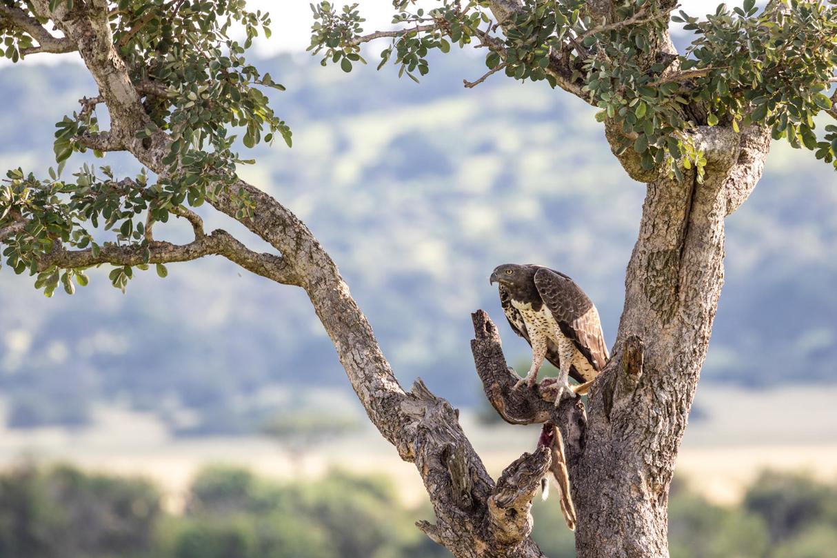 Martial eagle perched in a tree