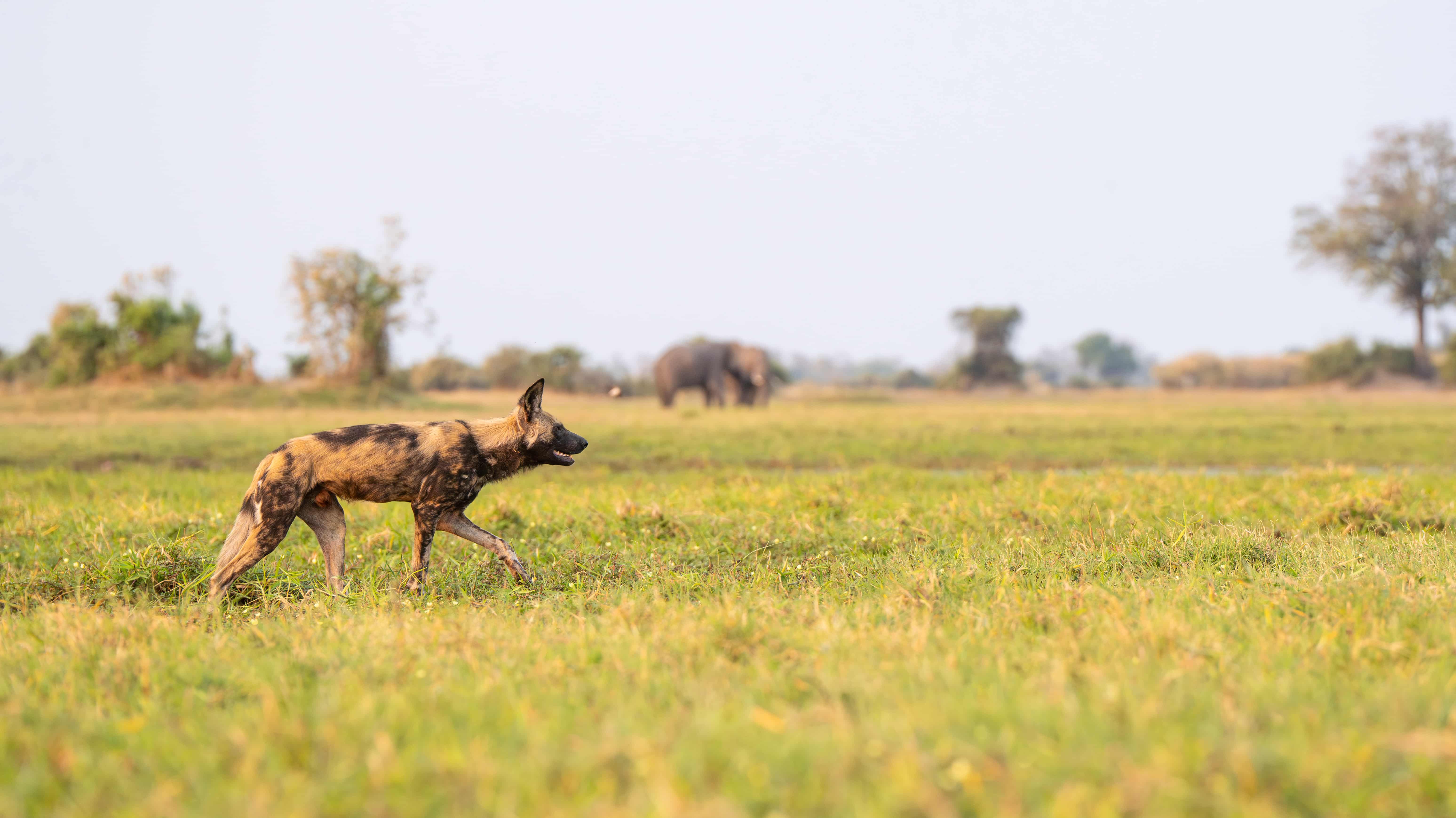 African wild dog spotted on safari in Wilderness Mombo