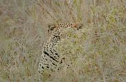 Leopard hiding in the grass in Eastern Kopjes, Tanzania