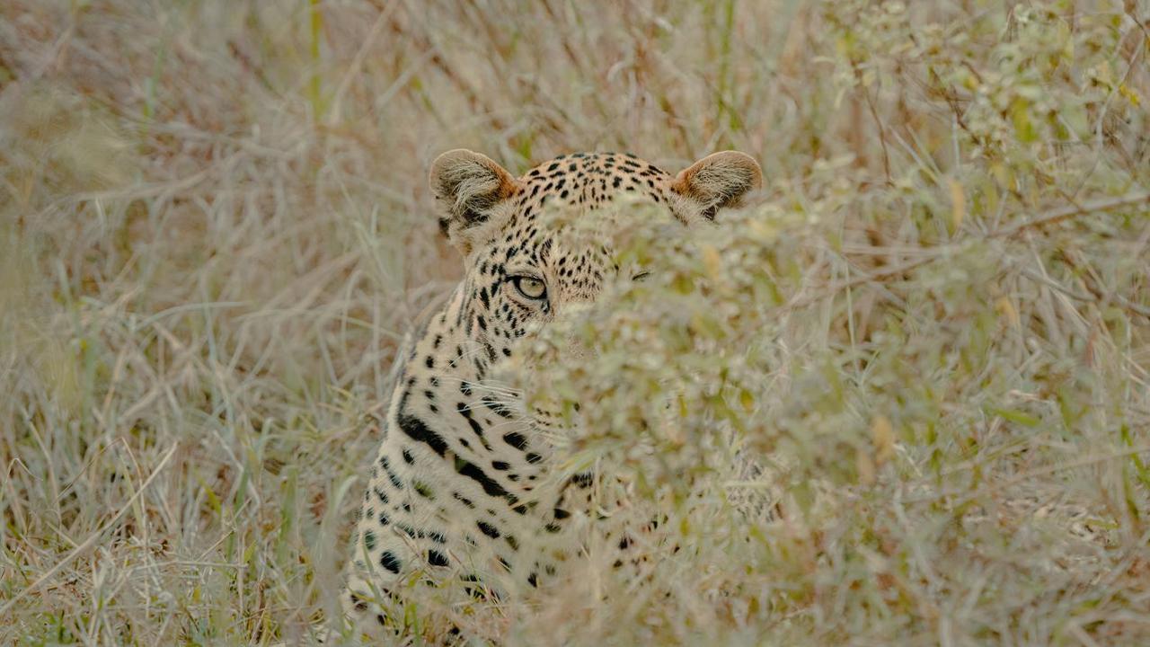 Leopard hiding in the grass in Eastern Kopjes, Tanzania
