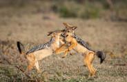 Two black-backed jackals in Tanzania