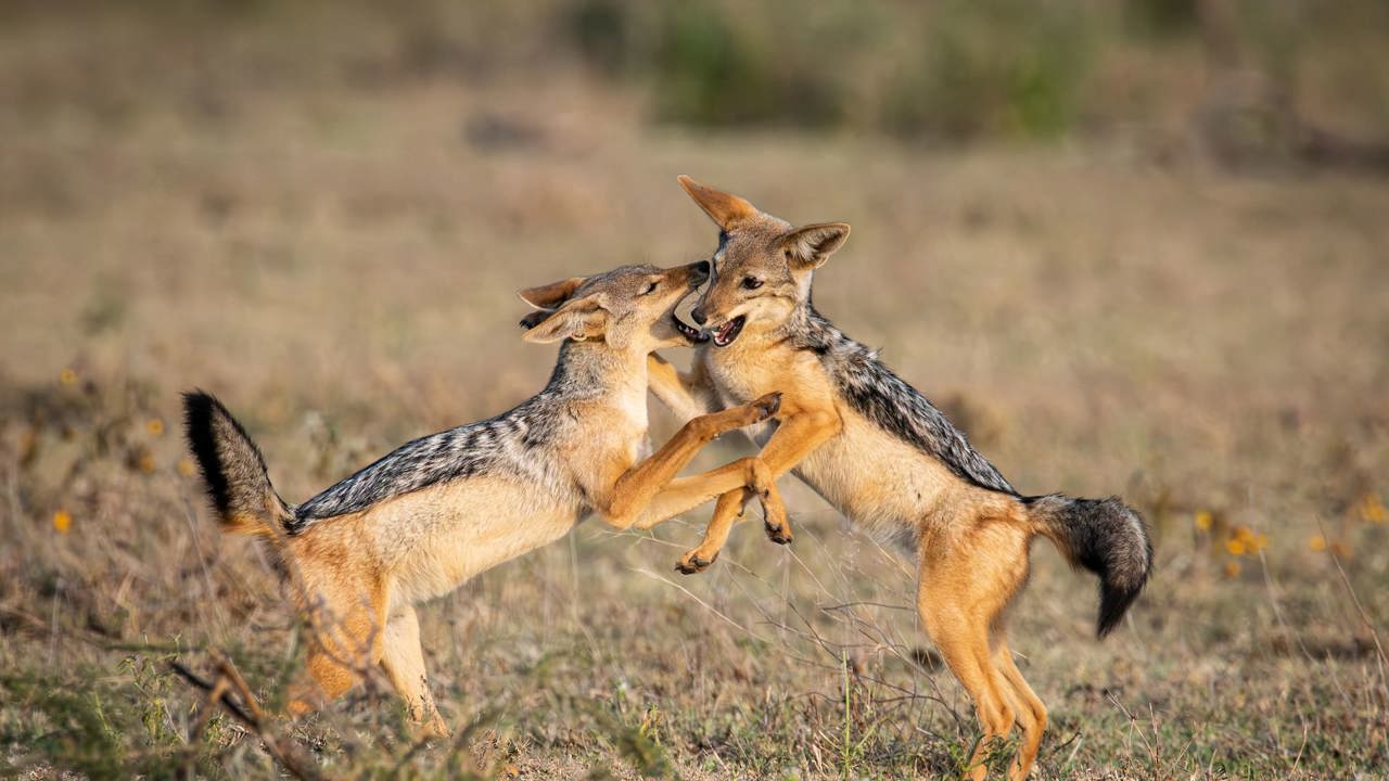 Two black-backed jackals in Tanzania