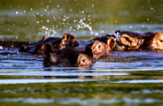 Wilderness Zambia Wildlife Hippo