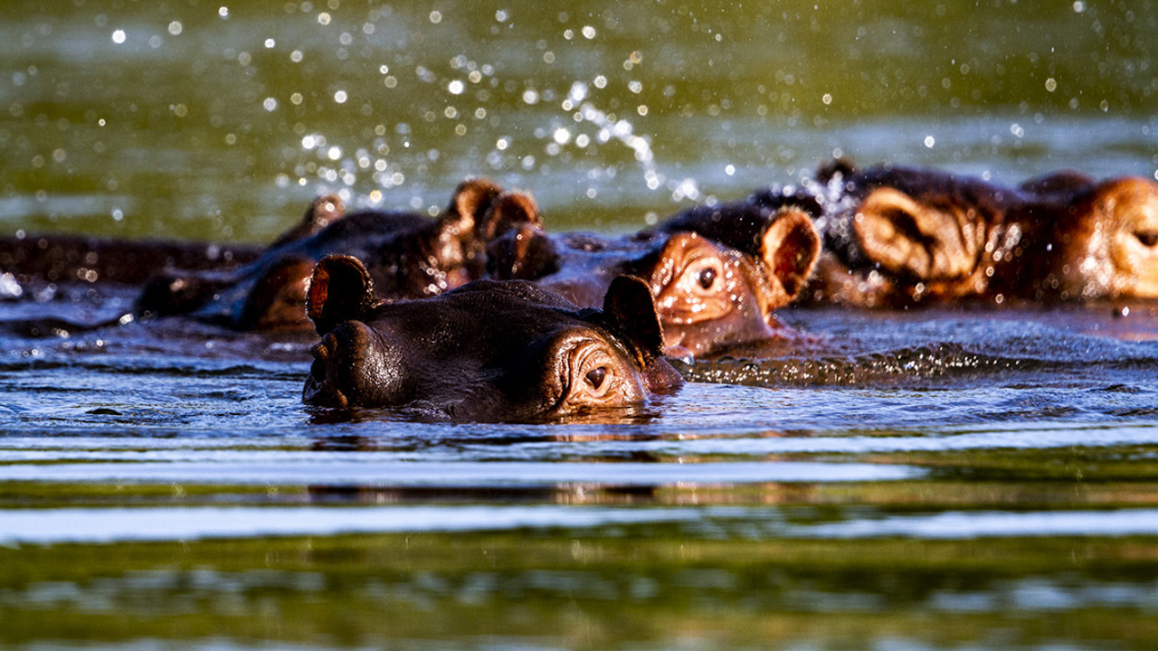 Wilderness Zambia Wildlife Hippo
