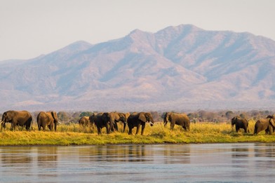 Elephants at the Zambezi river