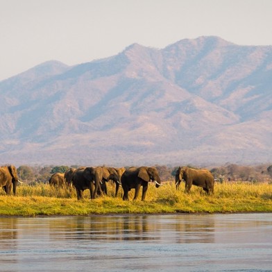 Elephants at the Zambezi river