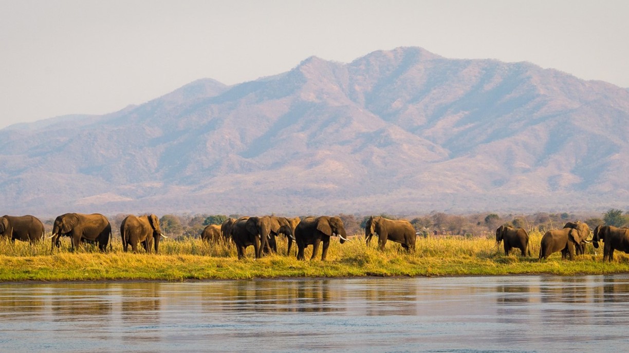 Elephants at the Zambezi river