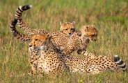 A female cheetah lying in tall grass in Botswana with two playful cubs climbing on her back; the mother looks alertly to the left.
