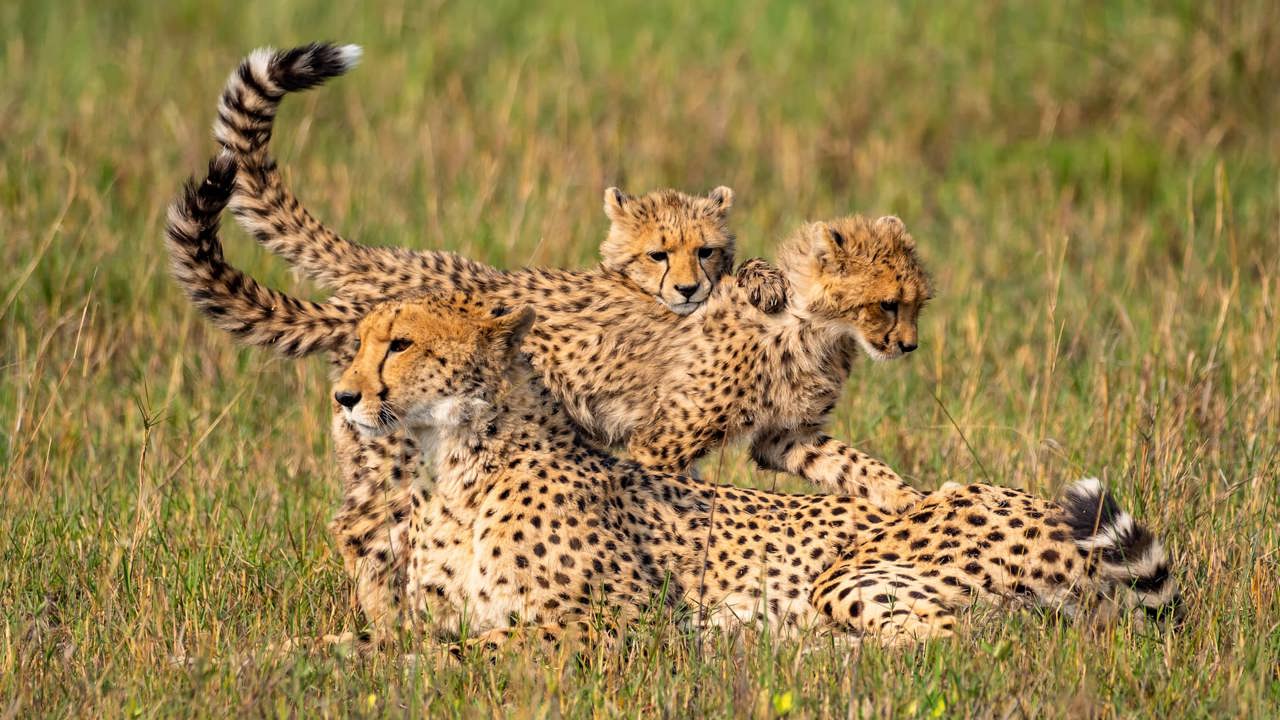 A female cheetah lying in tall grass in Botswana with two playful cubs climbing on her back; the mother looks alertly to the left.
