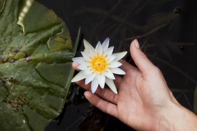 The peace and tranquilty on the water channels of the Okavango Delta, guest admiring a water lily 