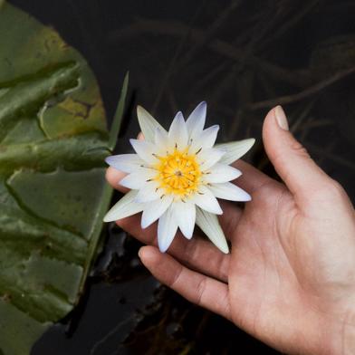 The peace and tranquilty on the water channels of the Okavango Delta, guest admiring a water lily 