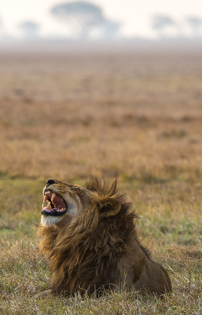 Wilderness Busanga Bush Camp Zambia Wildlife Lion