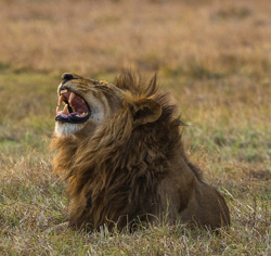 Wilderness Busanga Bush Camp Zambia Wildlife Lion