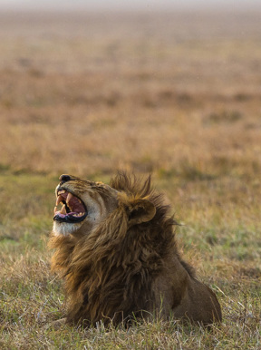 Wilderness Busanga Bush Camp Zambia Wildlife Lion