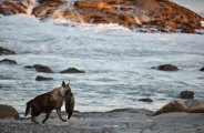 Brown hyena on the beech at Wilderness Hoanib Skeleton Coast 