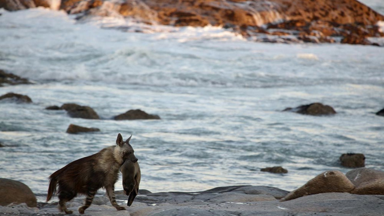 Brown hyena on the beech at Wilderness Hoanib Skeleton Coast 