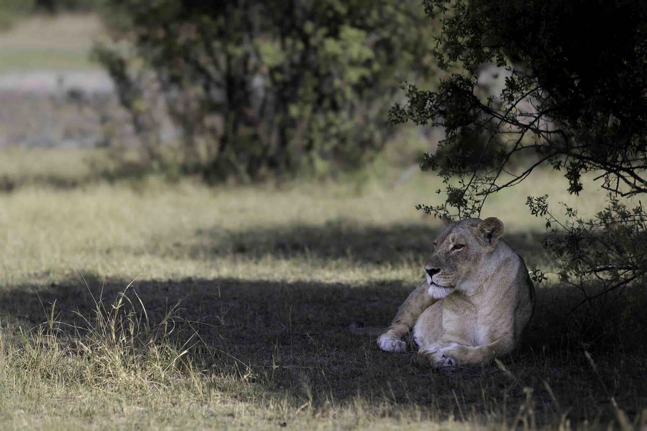 An adult lioness from the Channel Pride at Savuti Channel