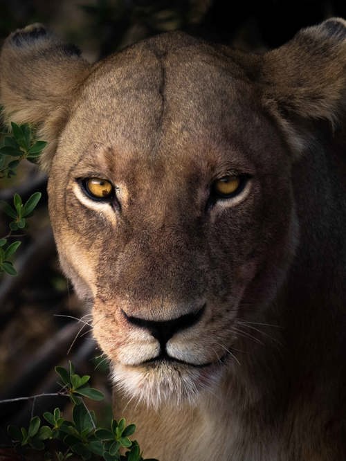 Wilderness Experience Safari Wildlife Lioness