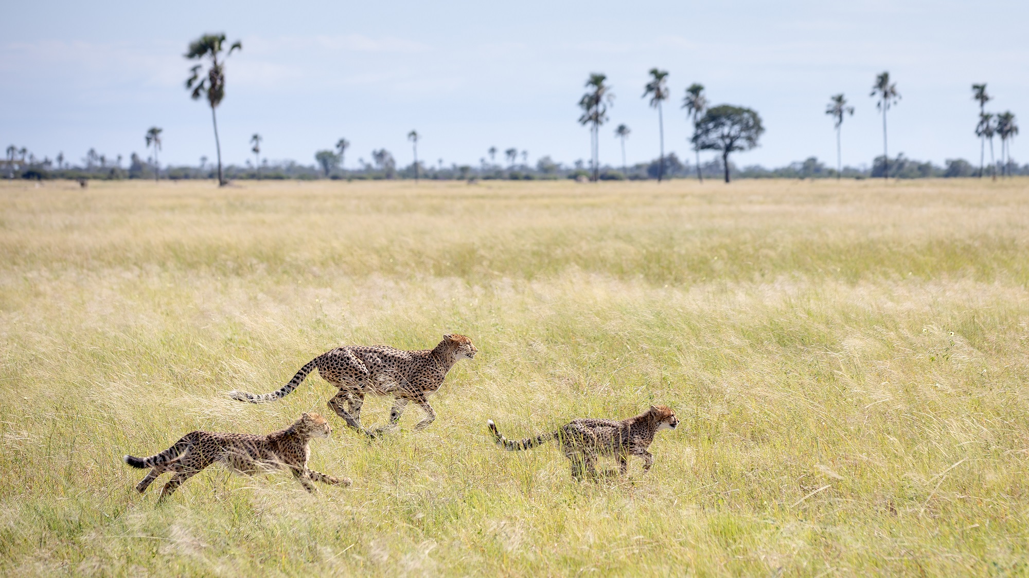 Wilderness Zimbabwe Savannah