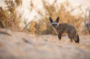 Bat-eared fox spotted in Wilderness Qorokwe, Botswana