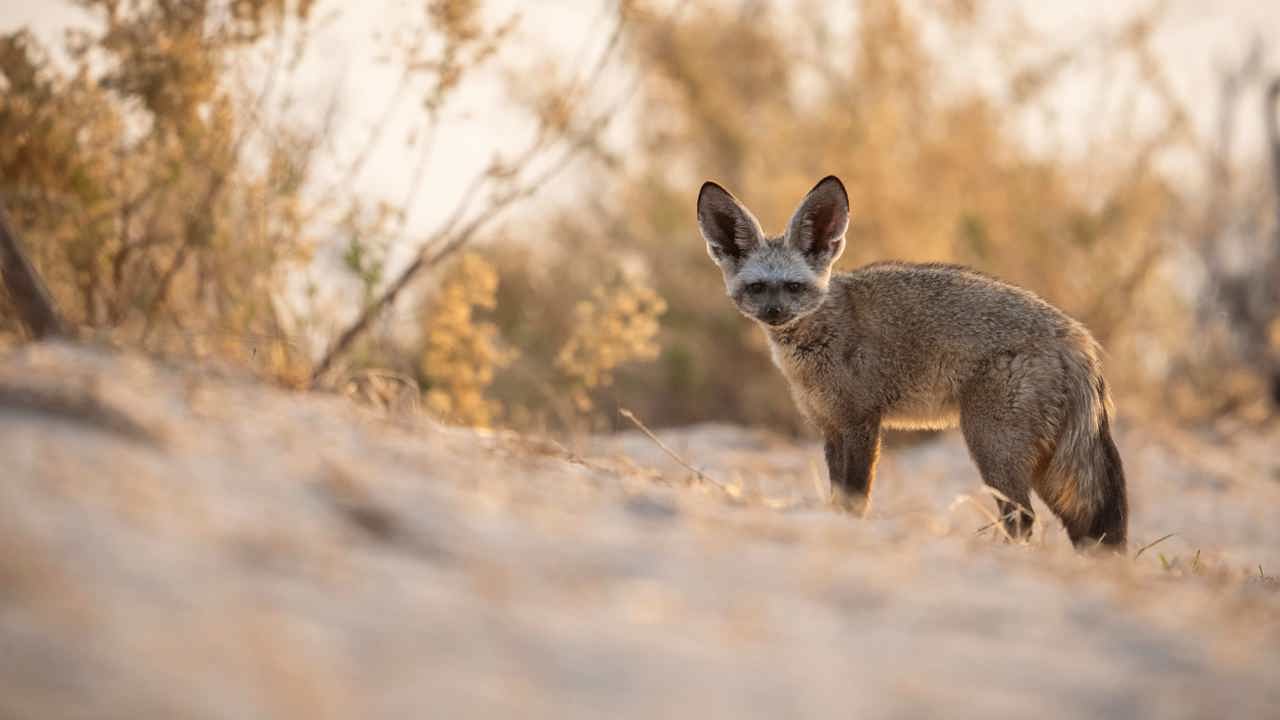 Bat-eared fox spotted in Wilderness Qorokwe, Botswana